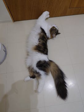 Cat Café MOFF イオンモール豊川店に投稿された画像（2026/2/23）