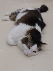 Cat Café MOFF イオンモール豊川店に投稿された画像（2026/2/23）