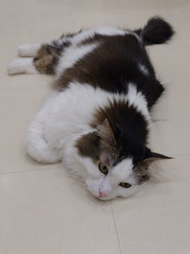 Cat Café MOFF イオンモール豊川店に投稿された画像（2026/2/23）