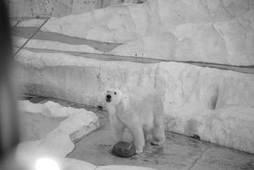 恩賜上野動物園に投稿された画像（2026/2/23）