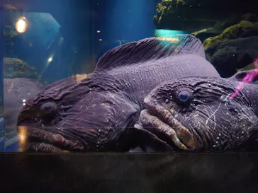 新江ノ島水族館に投稿された画像（2026/2/23）