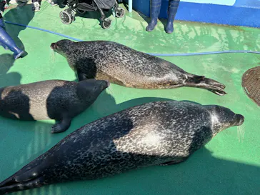 ゼロ距離水族館 伊勢シーパラダイスに投稿された画像（2026/2/23）