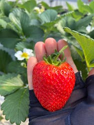 いせや農場いちご園に投稿された画像（2026/2/23）