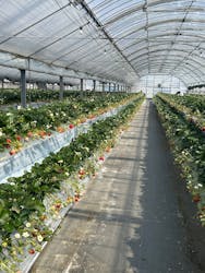 いせや農場いちご園に投稿された画像（2026/2/23）