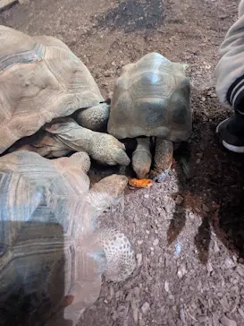 体感型動物園iZooに投稿された画像（2026/2/23）