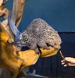 カワスイ 川崎⽔族館に投稿された画像（2026/2/23）