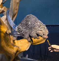 カワスイ 川崎⽔族館に投稿された画像（2026/2/23）