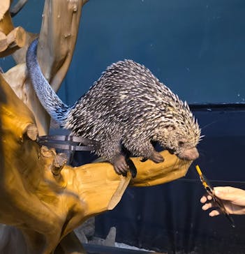 カワスイ 川崎⽔族館に投稿された画像（2026/2/23）