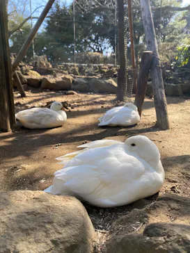 伊豆シャボテン動物公園に投稿された画像（2026/2/23）