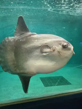 鴨川シーワールドに投稿された画像（2026/2/23）