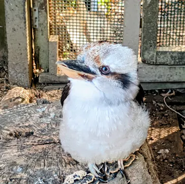 こども動物自然公園（埼玉県公園緑地協会）に投稿された画像（2026/2/23）