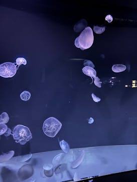 サンシャイン水族館に投稿された画像（2026/2/23）