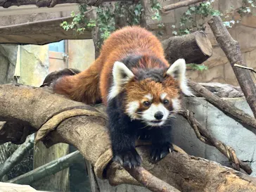 那須どうぶつ王国に投稿された画像（2026/2/23）