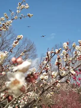 博物館 明治村に投稿された画像（2026/2/23）
