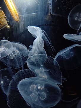 スマートアクアリウム静岡に投稿された画像（2026/2/23）