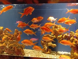 スマートアクアリウム静岡に投稿された画像（2026/2/23）