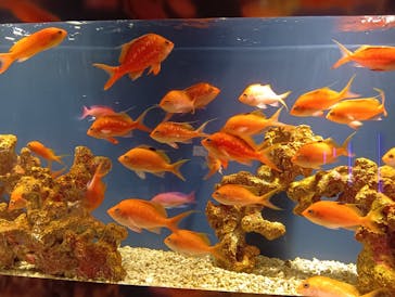 スマートアクアリウム静岡に投稿された画像（2026/2/23）