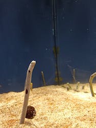 スマートアクアリウム静岡に投稿された画像（2026/2/23）