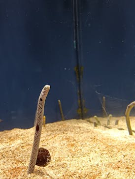 スマートアクアリウム静岡に投稿された画像（2026/2/23）