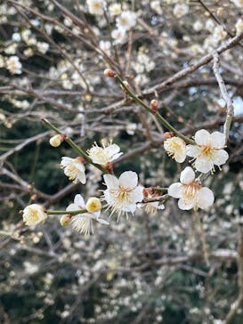 偕楽園本園に投稿された画像（2026/2/23）