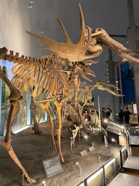 福井県立恐竜博物館に投稿された画像（2026/2/23）