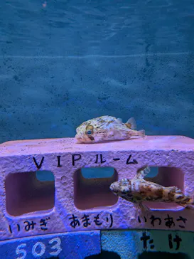 竹島水族館に投稿された画像（2026/2/23）