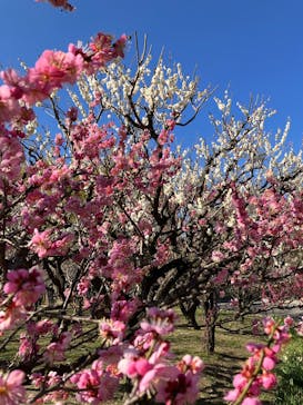 万博記念公園に投稿された画像（2026/2/23）