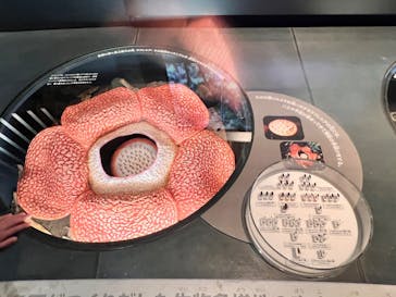 国立科学博物館に投稿された画像（2026/2/24）