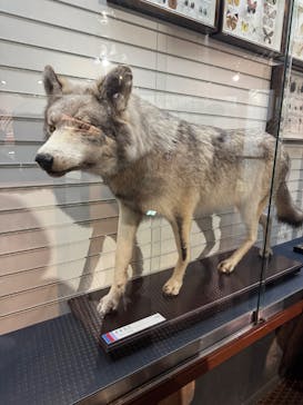 ミュージアムパーク茨城県自然博物館に投稿された画像（2026/2/24）