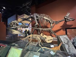 ミュージアムパーク茨城県自然博物館に投稿された画像（2026/2/24）