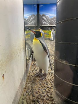 越前松島水族館に投稿された画像（2026/2/24）