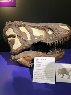 特別展「大絶滅展―生命史のビッグファイブ」に投稿された画像（2026/2/24）