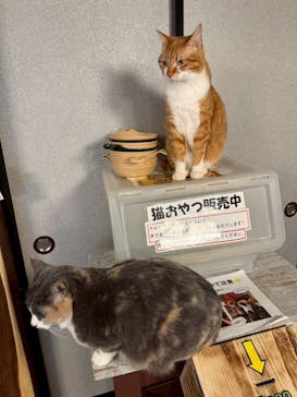 おさるランド＆アニタウン　日光さる軍団劇場に投稿された画像（2026/2/24）