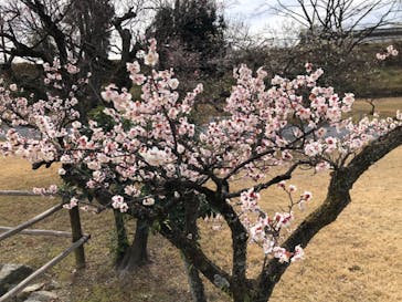 元離宮二条城に投稿された画像（2026/2/24）