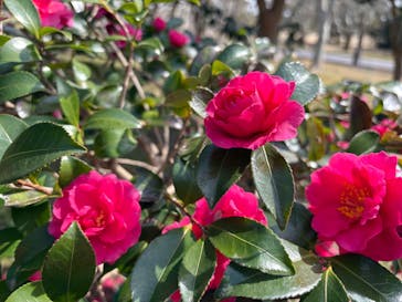 万博記念公園に投稿された画像（2026/2/24）