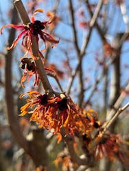 横浜イングリッシュガーデンに投稿された画像（2026/2/24）