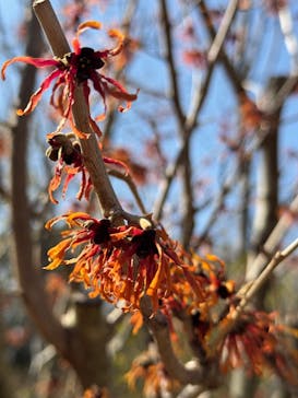 横浜イングリッシュガーデンに投稿された画像（2026/2/24）