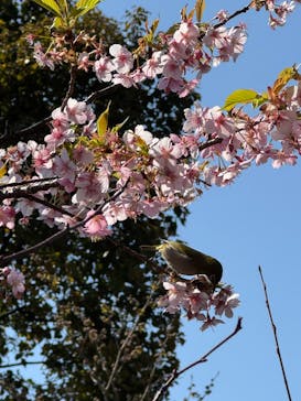 横浜イングリッシュガーデンに投稿された画像（2026/2/24）