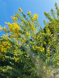 横浜イングリッシュガーデンに投稿された画像（2026/2/24）