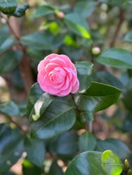 横浜イングリッシュガーデンに投稿された画像（2026/2/24）