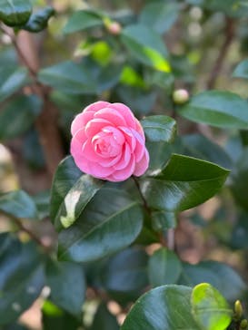 横浜イングリッシュガーデンに投稿された画像（2026/2/24）