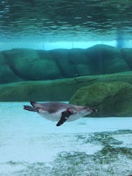 天王寺動物園に投稿された画像（2026/2/24）