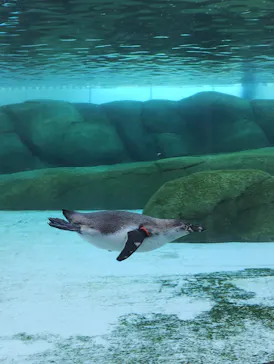 天王寺動物園に投稿された画像（2026/2/24）