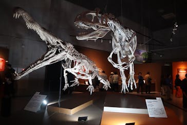 特別展「大絶滅展―生命史のビッグファイブ」に投稿された画像（2026/2/24）