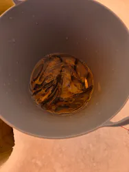 フライングドルフィンズアドベンチャーサービスに投稿された画像（2026/2/24）