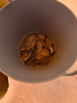 フライングドルフィンズアドベンチャーサービスに投稿された画像（2026/2/24）