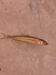 フライングドルフィンズアドベンチャーサービスに投稿された画像（2026/2/24）