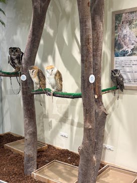 Moff animal cafe イオンモール新利府店に投稿された画像（2026/2/24）