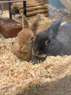 Moff animal cafe イオンモール新利府店に投稿された画像（2026/2/24）