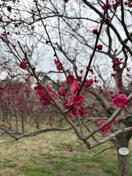 偕楽園本園に投稿された画像（2026/2/24）